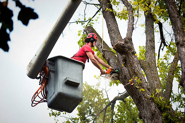 Best Tree Removal Services  in Davie, FL